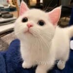 José Manuel Cárdenas